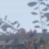 annaleerose - @annaleerose92 - TikTok