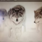 Diannaleethomas - @diannaleethomas4457 - Instagram