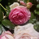 Anne Adam - @anneadam562 - Instagram