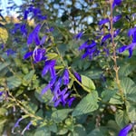 Anne Alarcon - @grandma_barbouille - Instagram