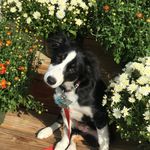 Barley Anne Blanchette - @barleyanneblanchette - Instagram