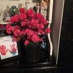 Anne Barone - @anne.barone.735 - Instagram