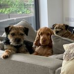 Anne Barrett - @goldhanger_kennels - Instagram