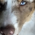 Lisa Anne Barron - @spruce_australianshepherd3 - Instagram