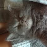 Anne Barth - @katzenliebe - Instagram