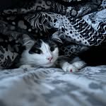 Anne Bartz - @bartzamm - Instagram
