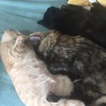 Anne Baum - @annebaum83 - Instagram