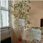 Anne Baum^^  :)) - @anne_der_baum - Instagram