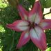 Anne Bauman - Facebook