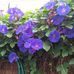 Anne Baumann - Facebook