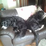Margaret Anne Beaton - @margaretannebeaton - Instagram