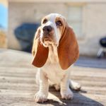 Mabel Anne Beaty - @miss.mabel_ethel.bassets - Instagram
