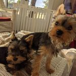 Anne Bechtel - @annieb3411 - Instagram