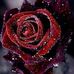 Annie Beckham - Facebook