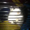 annemariebeckwith - @ellalovesunicorn4ever - TikTok