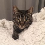 Lily Anne Beckwith - @agirlandhercatnip - Instagram