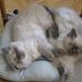 Anne Bedard - Facebook