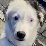 Anne-Katrin Behling - @kittykyra12 - Instagram