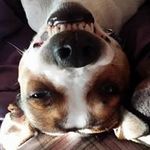 Anne Behnke - @lego_monster_and_co - Instagram