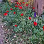 Anne Behnke - @legomonsterandfriends - Instagram