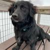 annie.belden - @baloo.pup - TikTok