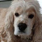 Annie Bellavance - Facebook