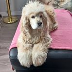 Annie Bellavance - Facebook
