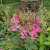 Anne Marie Brock Bland - @anne.marie.brock - TikTok