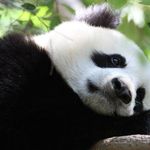 Hailey Anne Booker - @panda_gurl140 - Instagram
