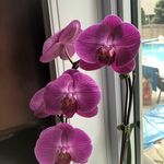 Anne Bowes - @annebowes64 - Instagram