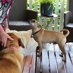 Anne Bowes - @bowesanne - Instagram