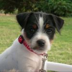 Anne Bowman - @luigi_the_magnificent - Instagram