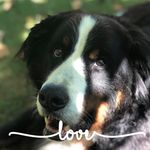 Anne Bowman - @anniesapplesllc - Instagram