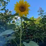 Anne Bowman - @annebowman16 - Instagram