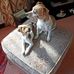 Anne Brannan - Facebook