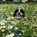 Anne Bridgeman - Facebook