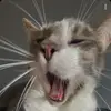 Anne - @_annebrochu - TikTok