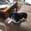 Annie Bronson - @annie.bronson - TikTok