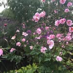 Anne Brunisholz - @brunisholzanne - Instagram