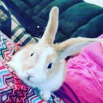 Anne🐰🐾🐇 - @anne_bunny12 - Instagram