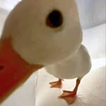 Anne - @anne_bunny17 - Instagram