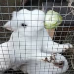 Anne Bc. - @anne.bunnies - Instagram