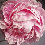 Anne Burton - @anne_burtonnnnn - Instagram