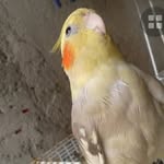 @anne_calopsita727 - Instagram