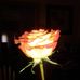 Ann Chaplin - Facebook