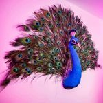 Lydia Anne Chaplin - @la.chaplin.interiors - Instagram