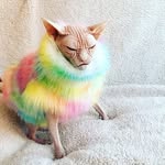 anne childs - @lovevegan_56 - Instagram