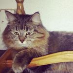Anne Cloutier - @cloutier2184 - Instagram