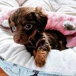 Anne Cloutier - @pralinethechocolatedoxie - Instagram