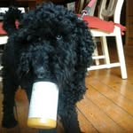 😊 Anne Coffee(?) 😀 🐶🐶🐶🐶🐶🐶🐶 - @lollipop_anniepie - Instagram